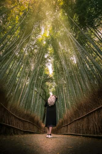 Arashiyama Bamboo Forest