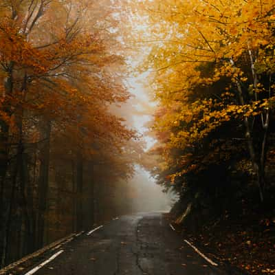 Autumn Forest Road, Italy