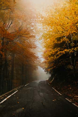 Golden Autumn Road