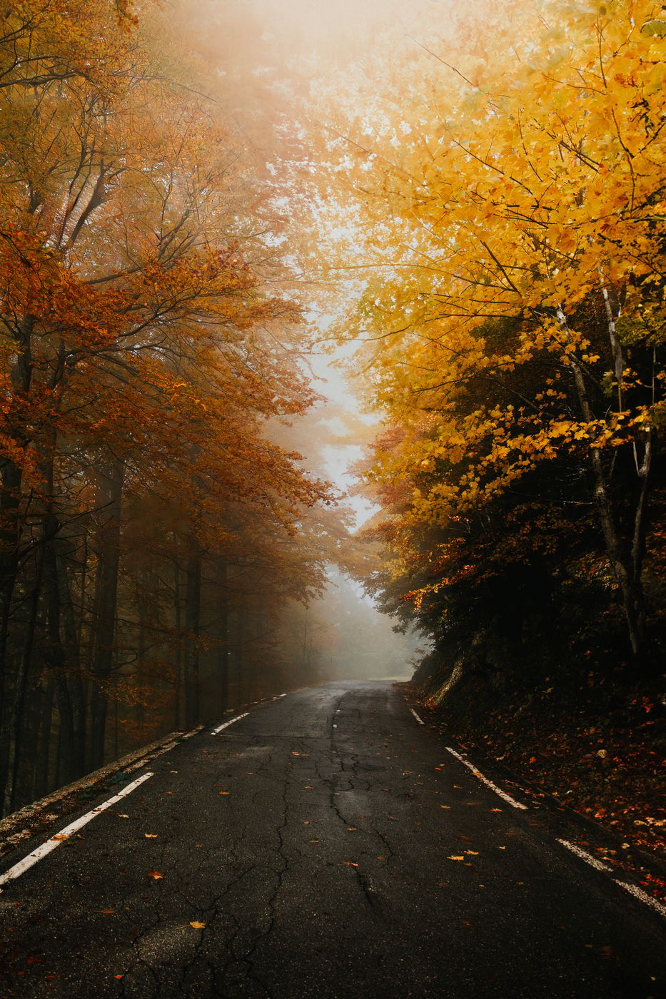 Golden Autumn Road, Slovenia