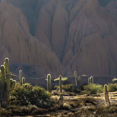 Backlight on the cardons, Argentina