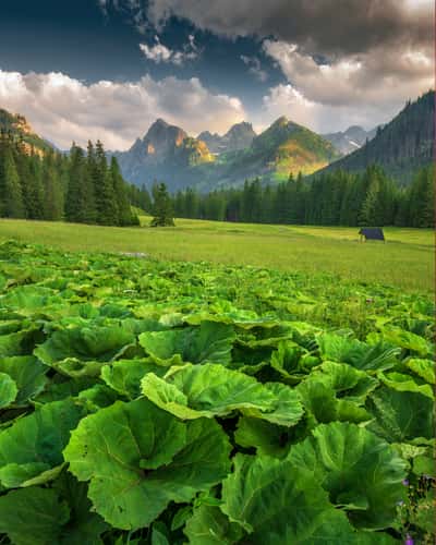 Bielovodská dolina in High Tatras