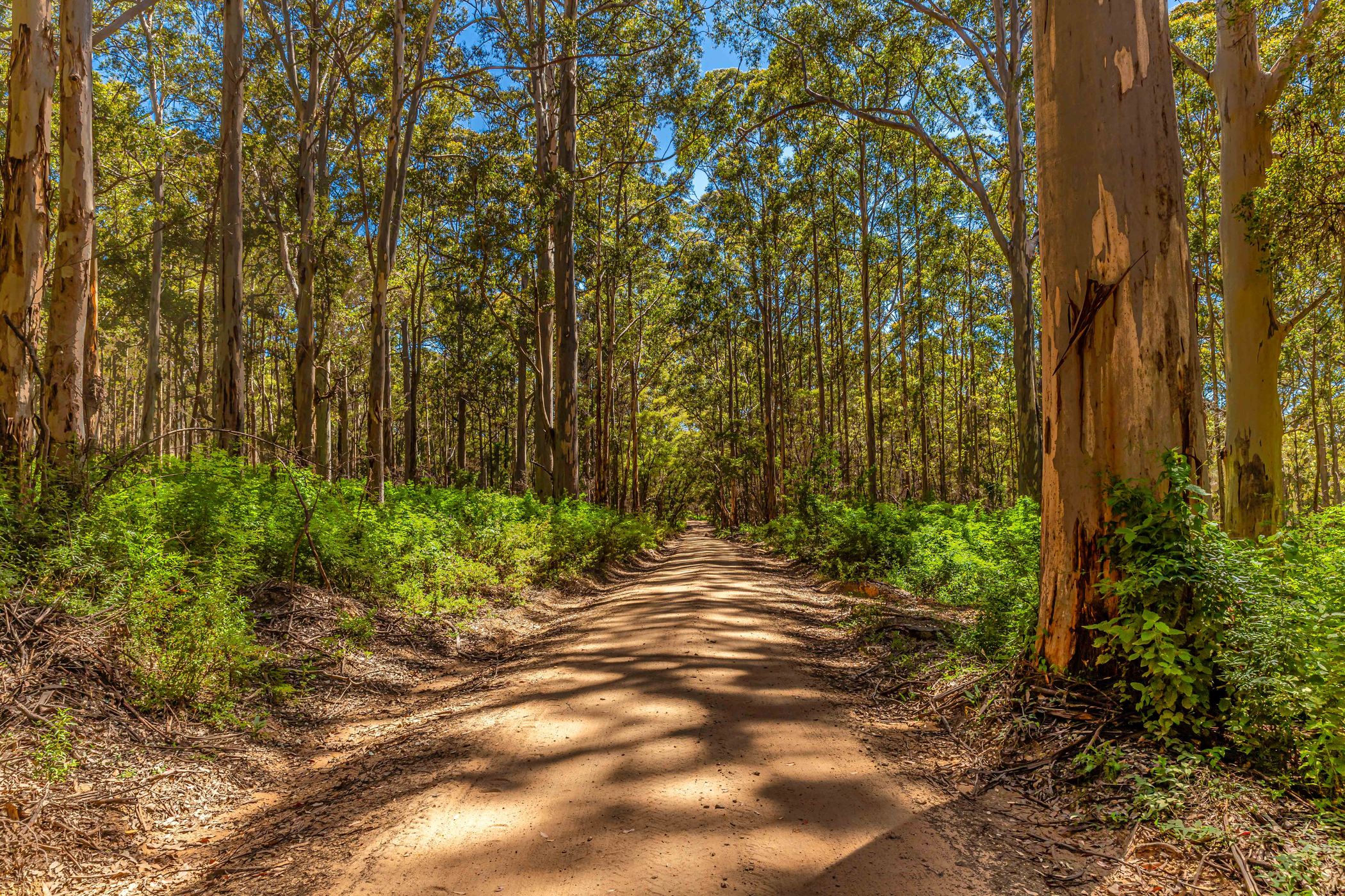 Boranup Forest, Australia
