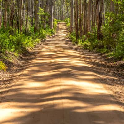 Boranup Forest, Australia