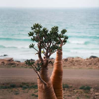 Bottle Tree on the Northern Coast of Socotra, Yemen