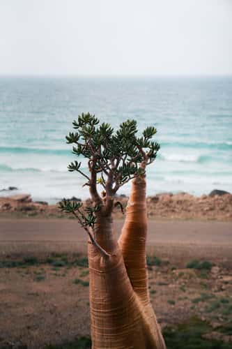 Bottle Tree on the Northern Coast of Socotra