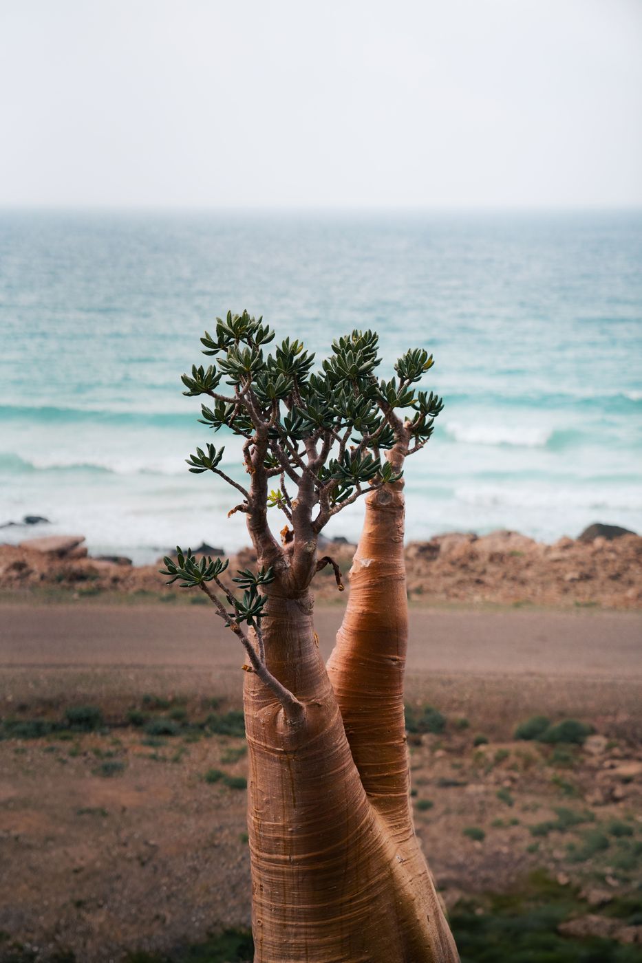 Bottle Tree on the Northern Coast of Socotra, Yemen