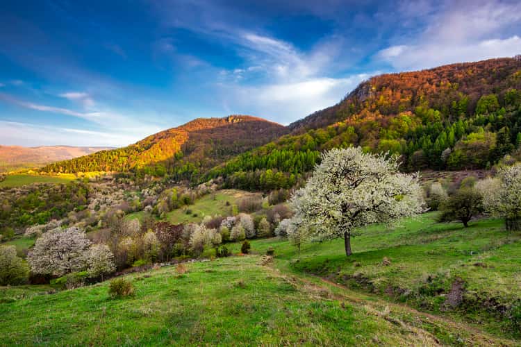 Brdarka village
