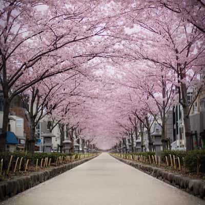 Cherry Blossom Path, Kamakura, Japan