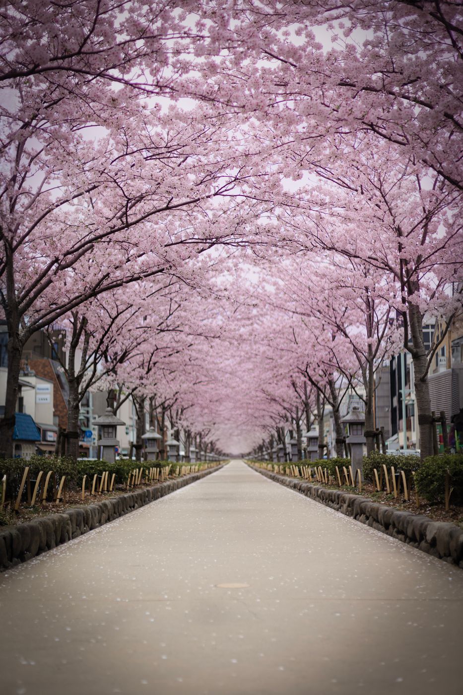 Cherry Blossom Path, Kamakura, Japan
