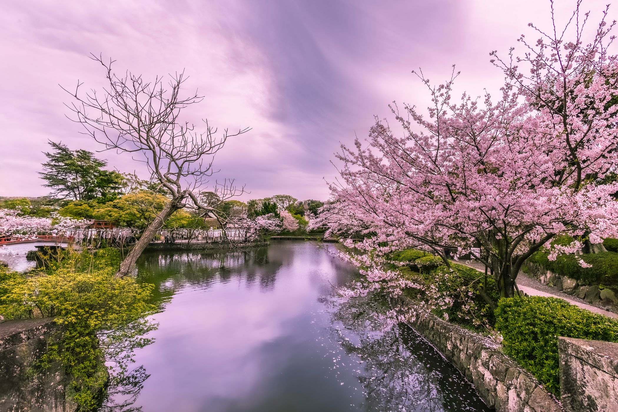 Cherry Blossoms at Genji Pond, Japan