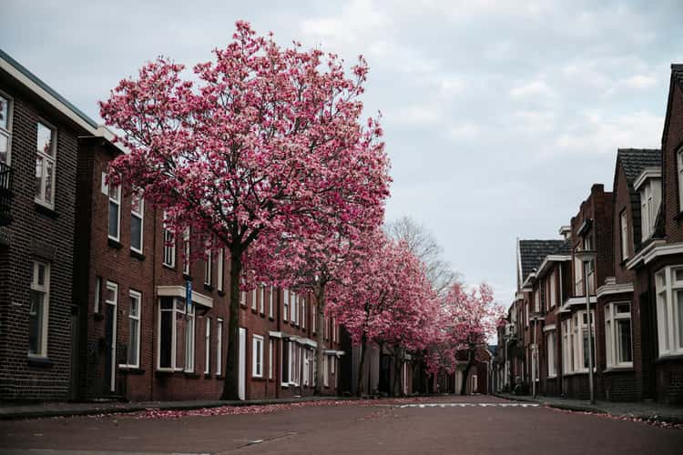 Cherry Blossoms in the Streets of Enschede