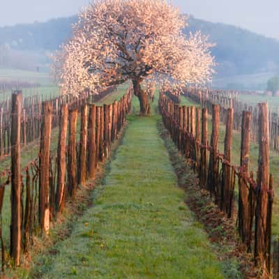 Cherry tree in wine yards near Edelstal, Austria