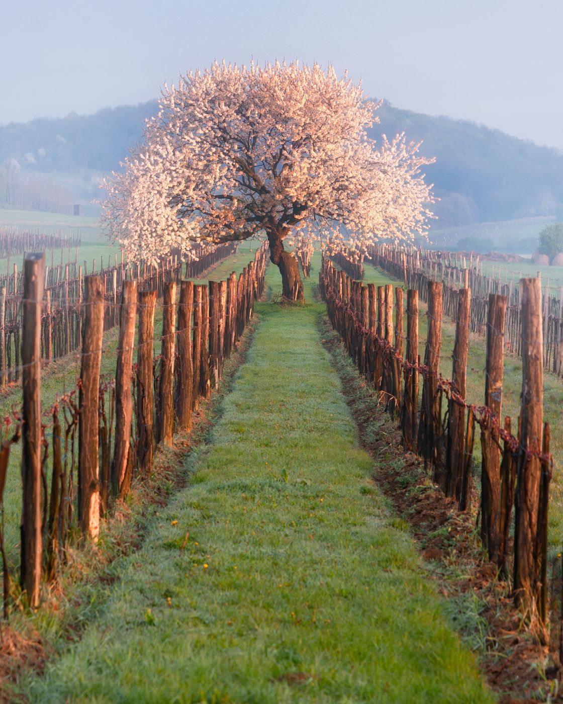 Cherry tree in wine yards near Edelstal, Austria