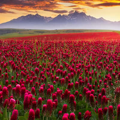 Clover fields with High Tatras view, Slovakia (Slovak Republic)