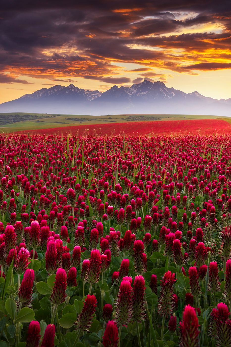 Clover fields with High Tatras view, Slovakia (Slovak Republic)
