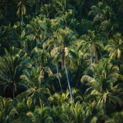 Coconut Plantation View Point, Philippines