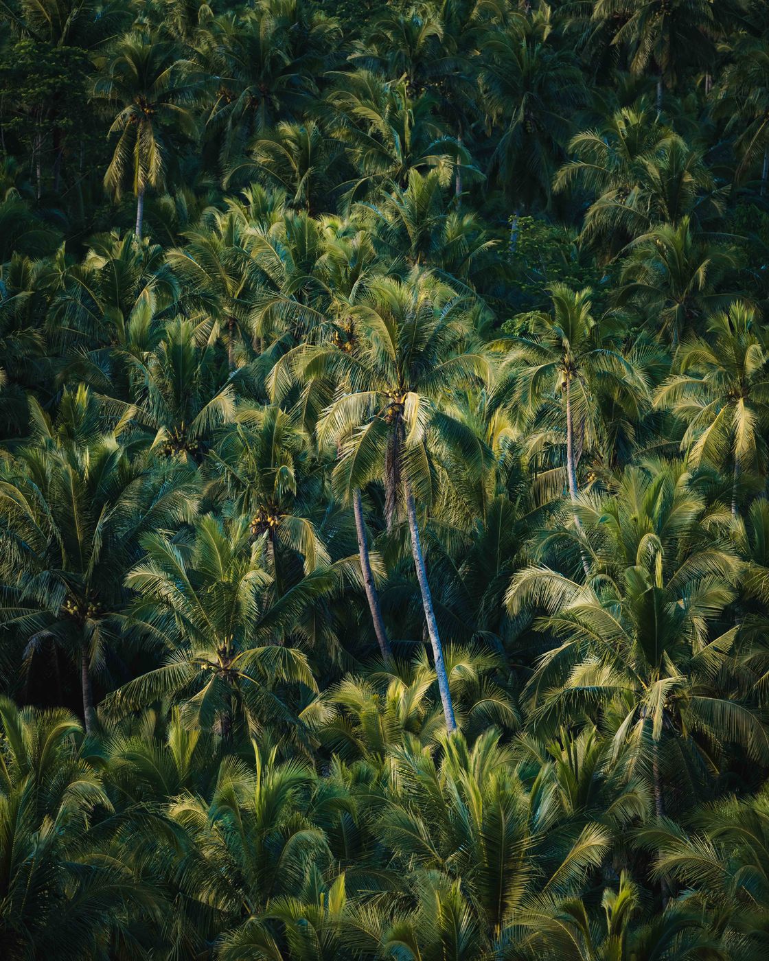 Coconut Plantation View Point, Philippines