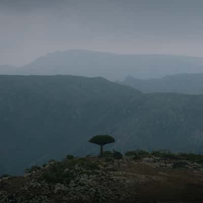 Dragon's Blood Tree & Mountain Layers, Yemen