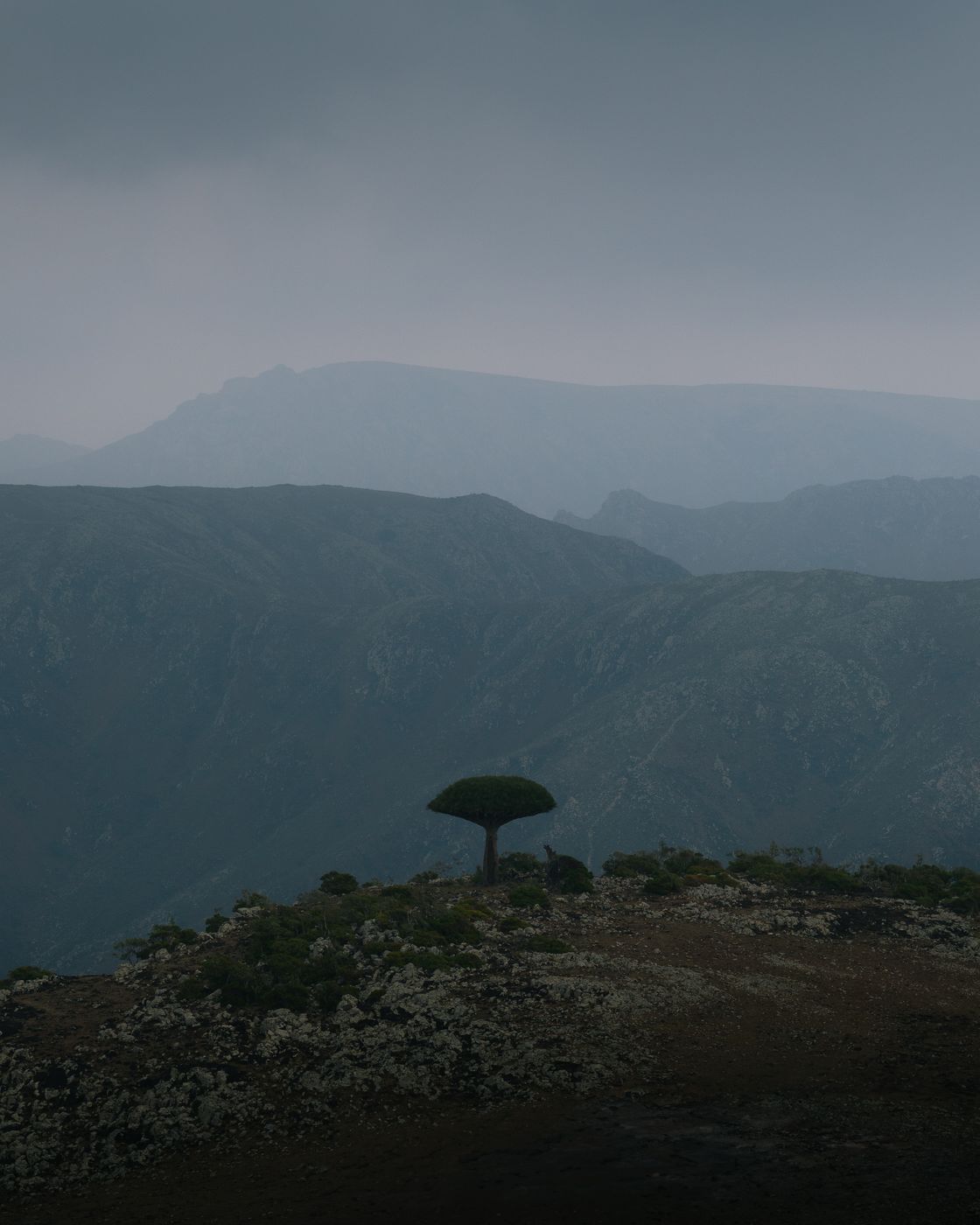 Dragon's Blood Tree & Mountain Layers, Yemen