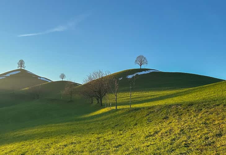 Fairy tale trees, Neuheim