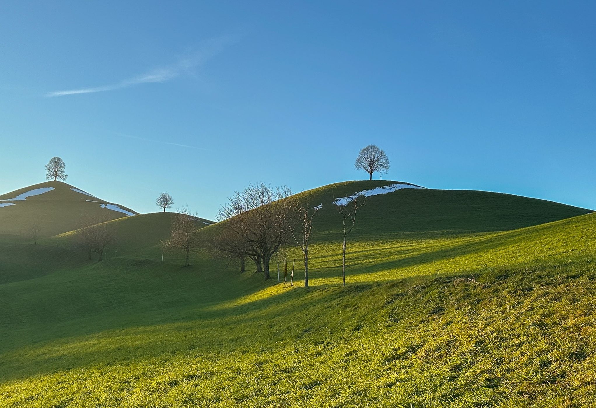 Fairy tale trees, Neuheim, Switzerland