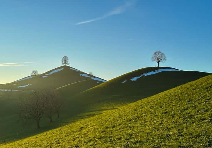 Fairy tale trees, Neuheim