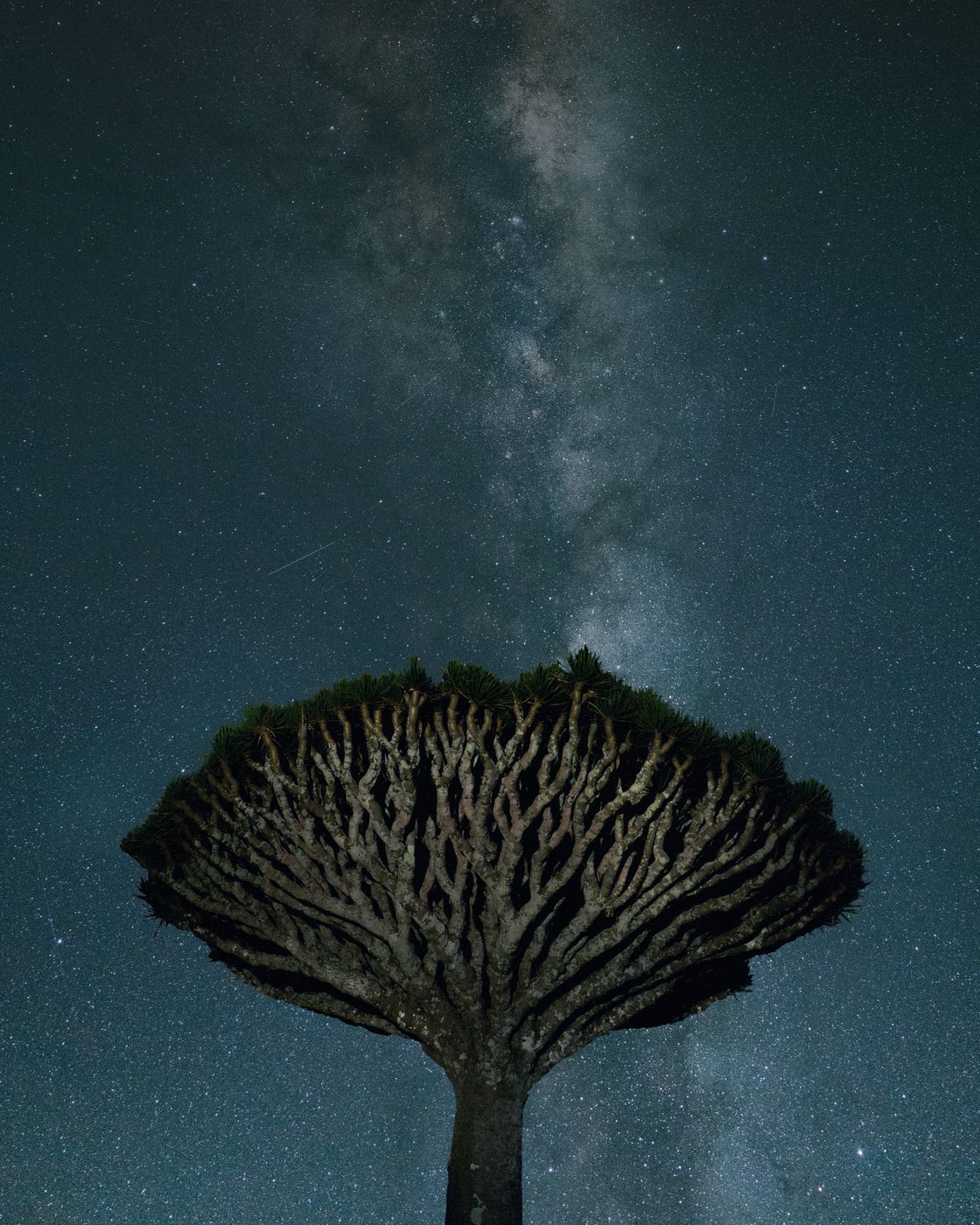 Firmihin Forest, Yemen