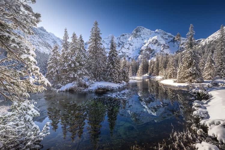 Fish stream in High Tatras National Park