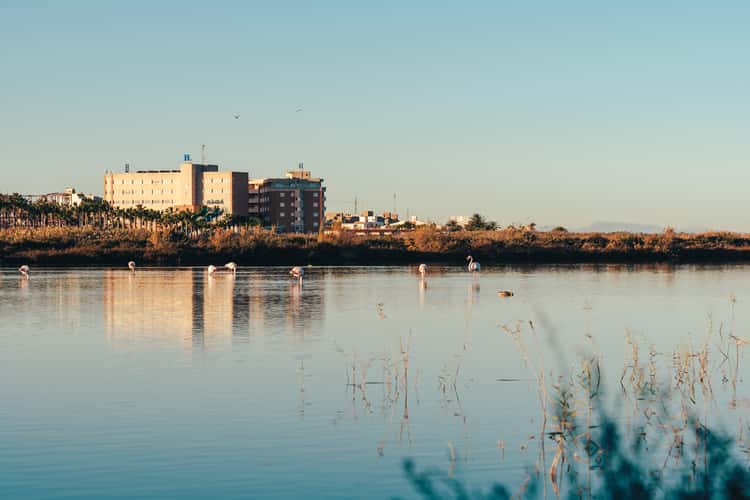 Flamingo Sea, Santa Pola