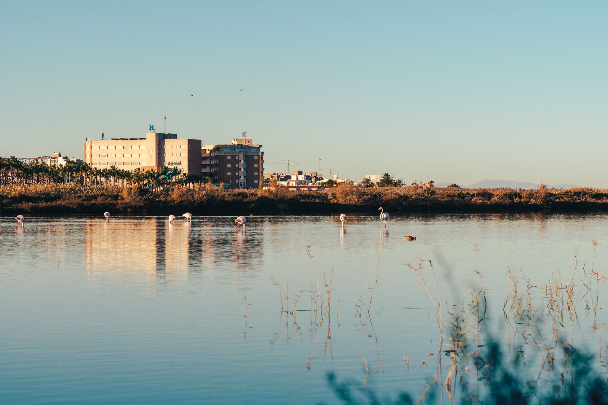 Flamingo Sea, Santa Pola, Spain