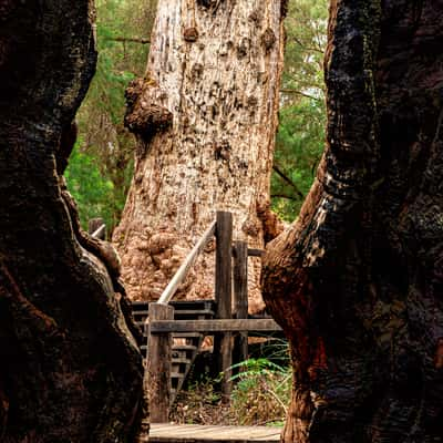 Giant Tingle Tree, Australia