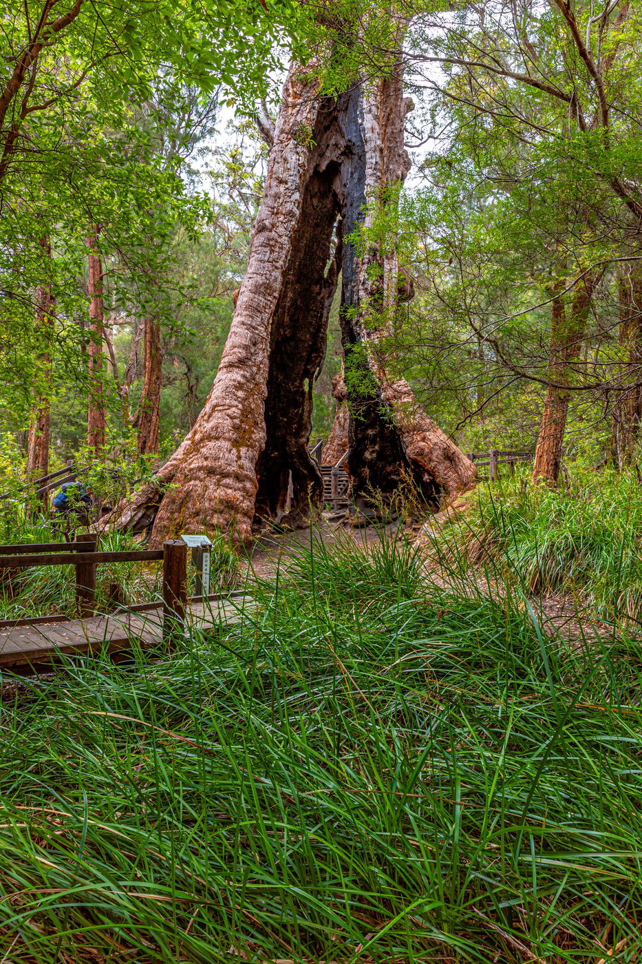 Giant Tingle Tree, Australia