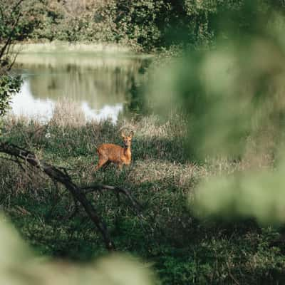 Hořín Wildlife During Floods, Czech Republic