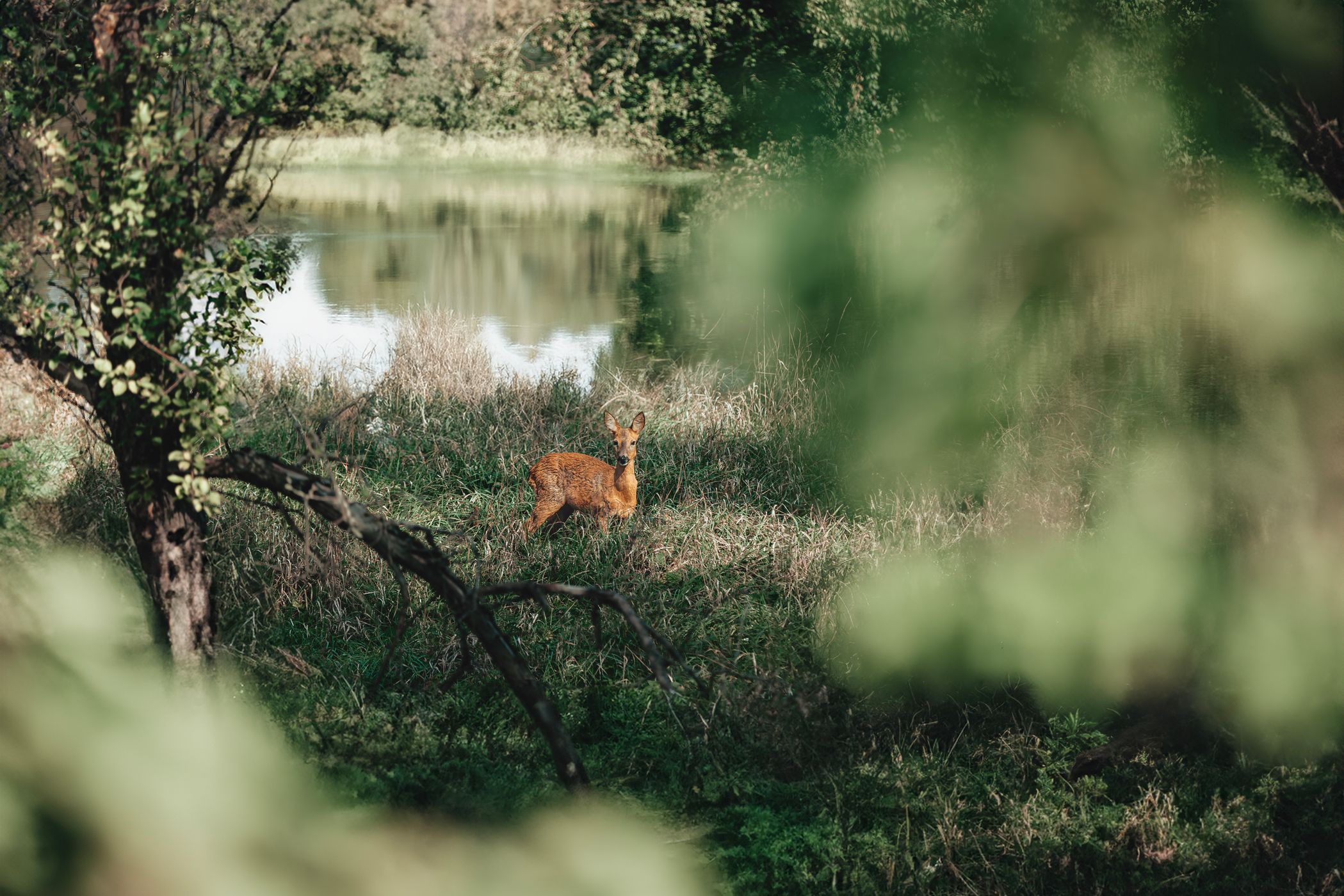 Hořín Wildlife During Floods, Czech Republic