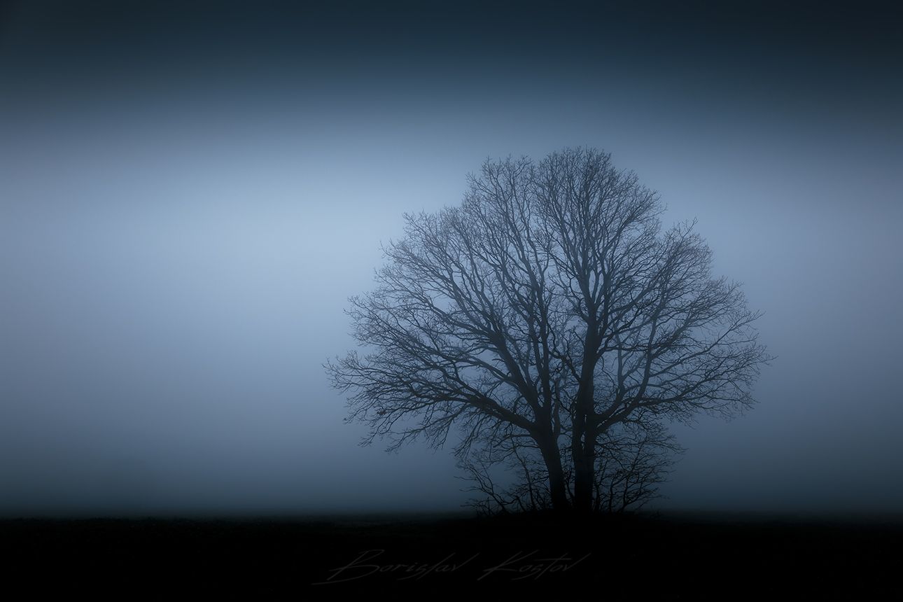 Izvorsko - Lonely Tree, Bulgaria