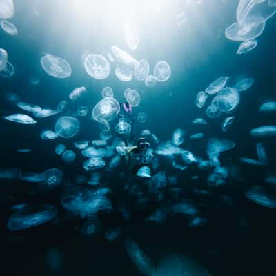 Jellyfish Sanctuary, Sohoten Cove, Philippines