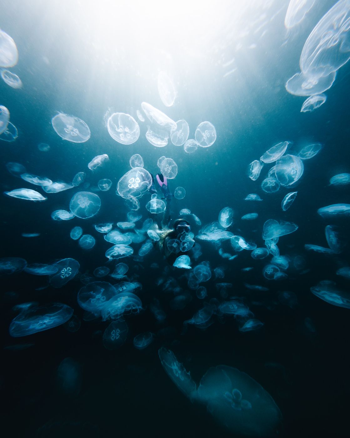 Jellyfish Sanctuary, Sohoten Cove, Philippines