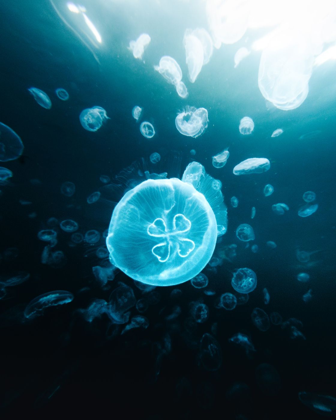 Jellyfish Sanctuary, Sohoten Cove, Philippines