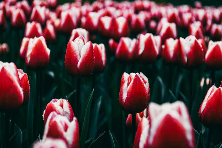 Keukenhof
