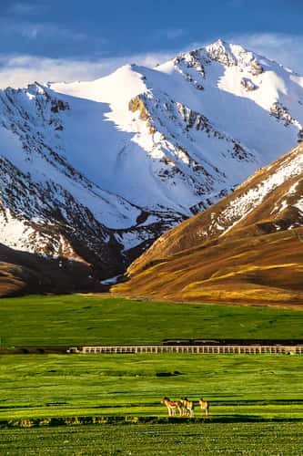 Kunlun Mountains, Xidatan, Tibetan Wild Ass