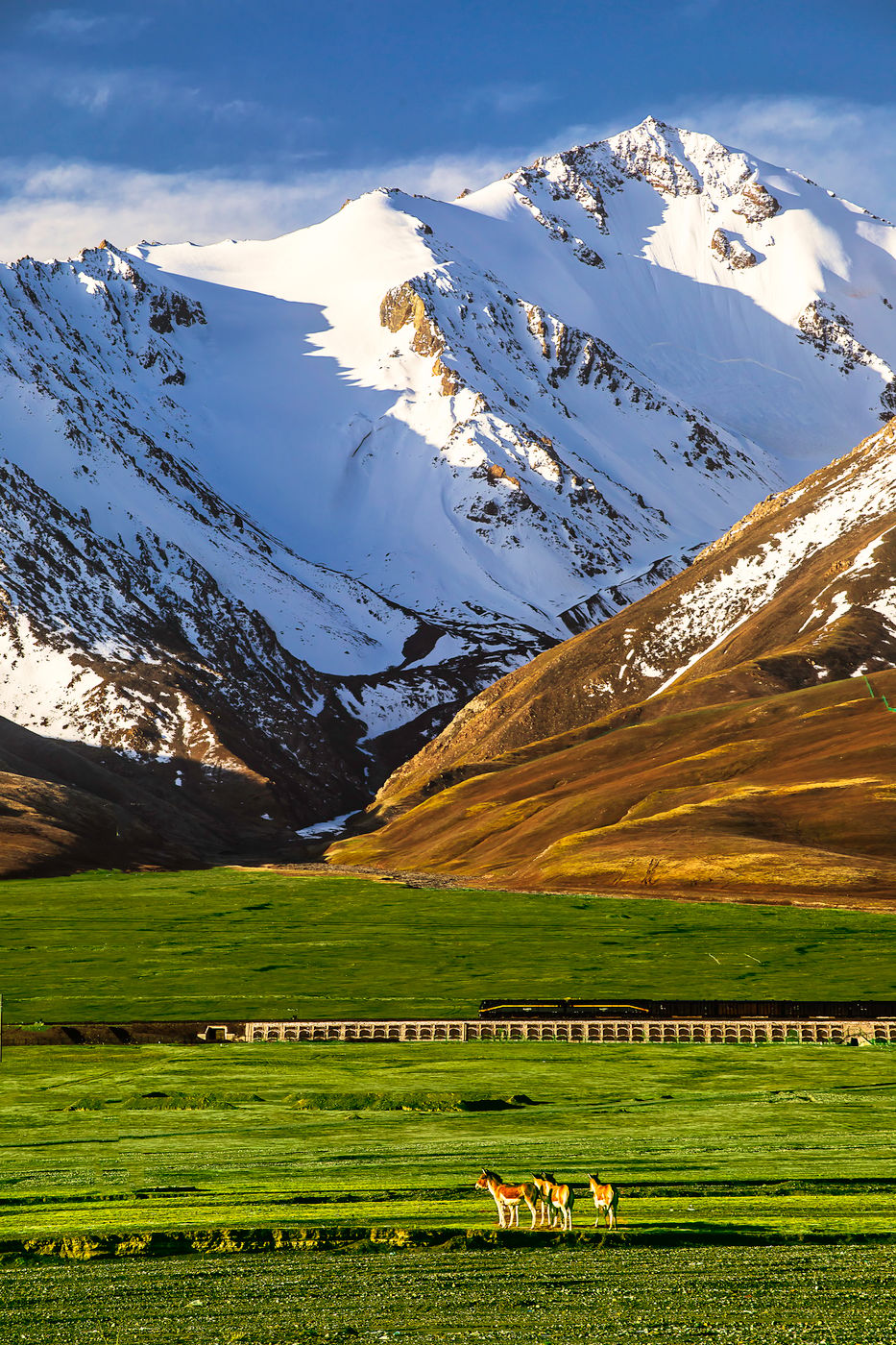 Kunlun Mountains, Xidatan, Tibetan Wild Ass, China