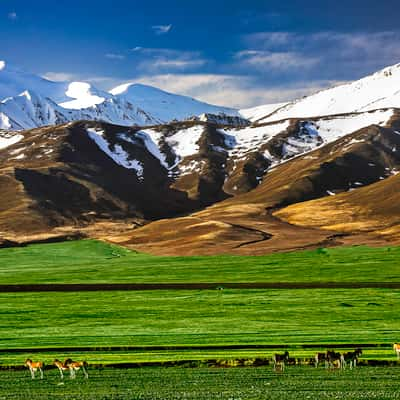 Kunlun Mountains, Xidatan, Tibetan Wild Ass, China