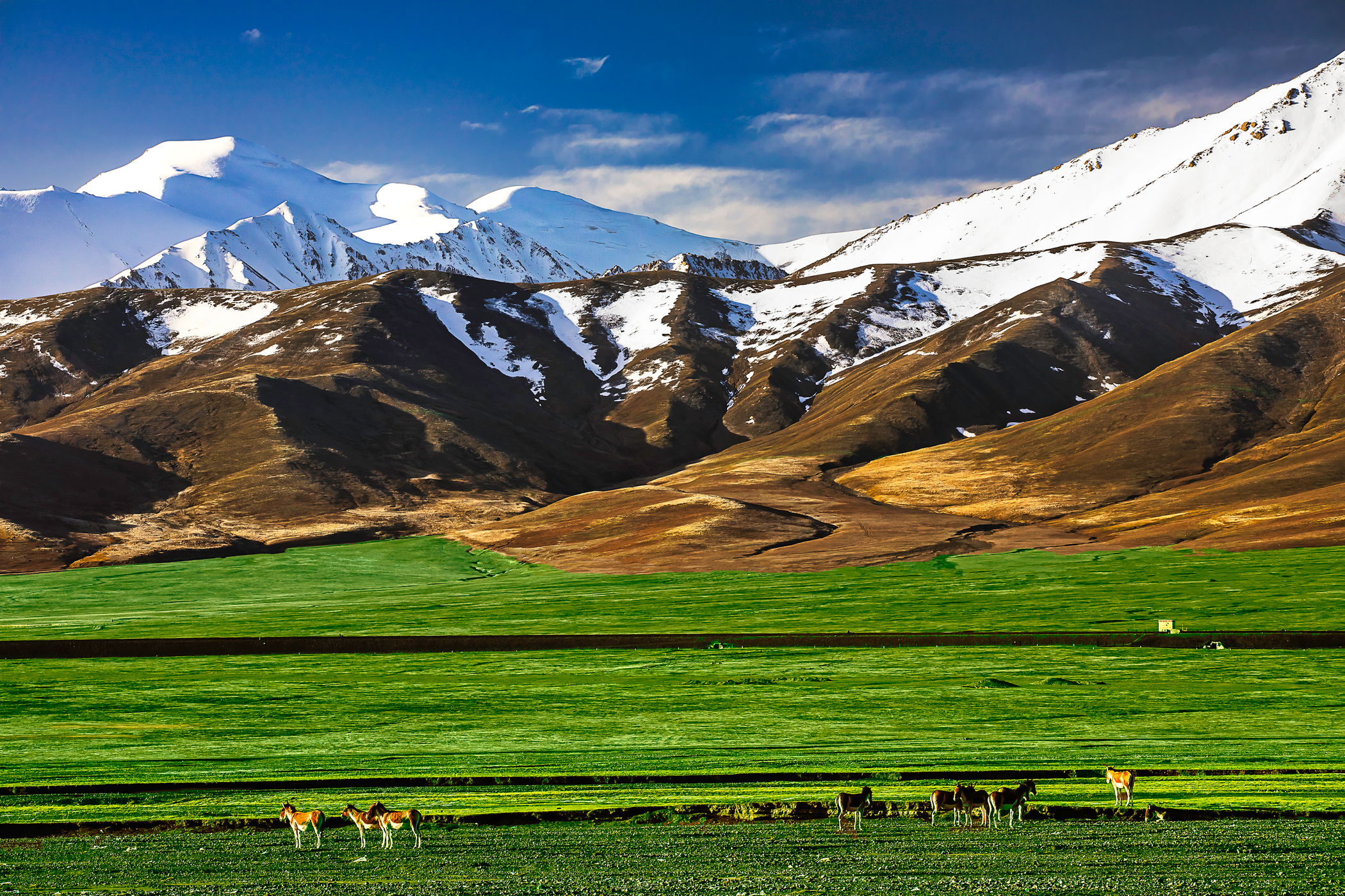 Kunlun Mountains, Xidatan, Tibetan Wild Ass, China