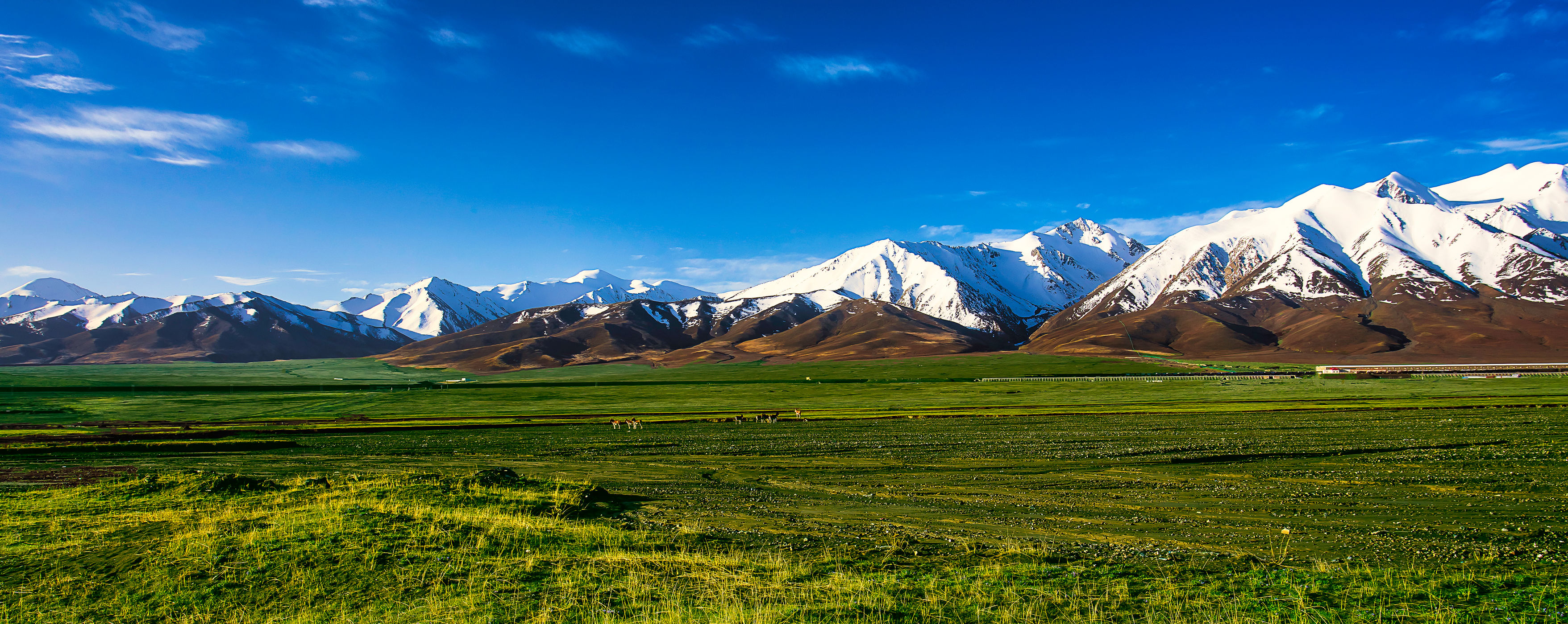 Kunlun Mountains, Xidatan, Tibetan Wild Ass, China