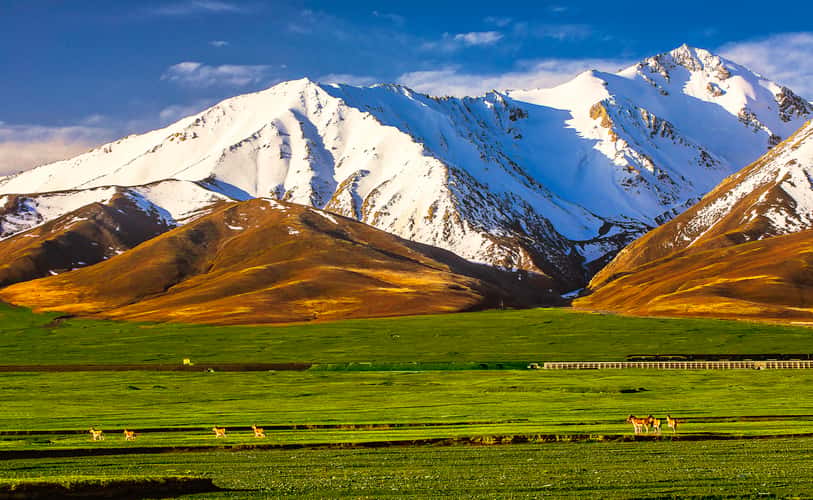 Kunlun Mountains, Xidatan, Tibetan Wild Ass