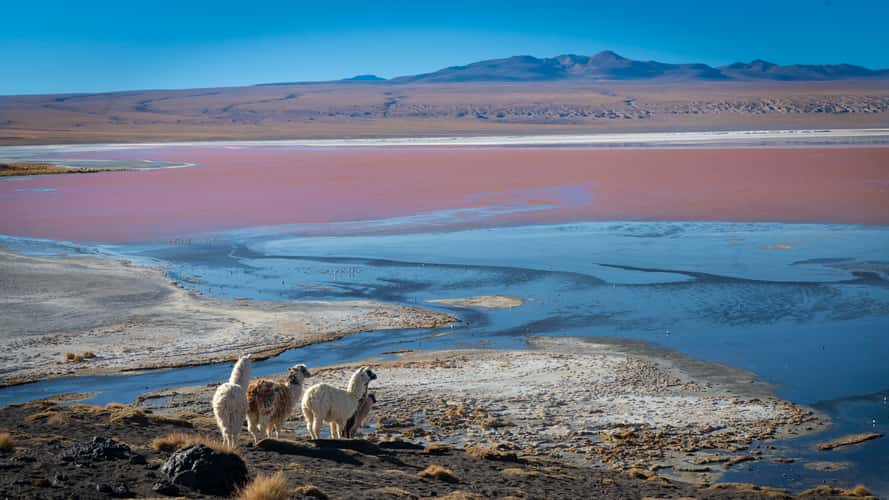 Llamas in Laguna Colorada