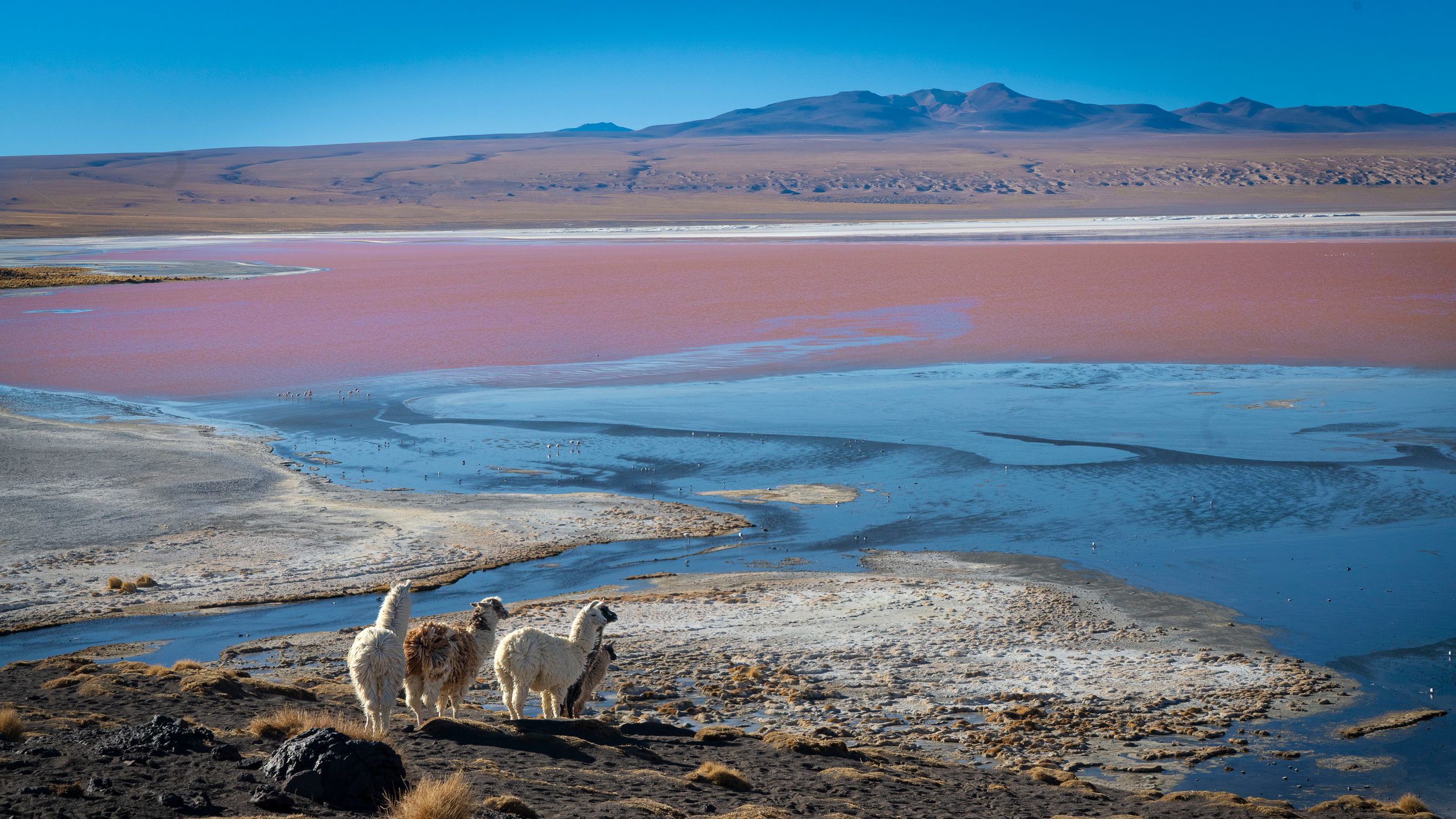 Llamas in Laguna Colorada, Bolivia