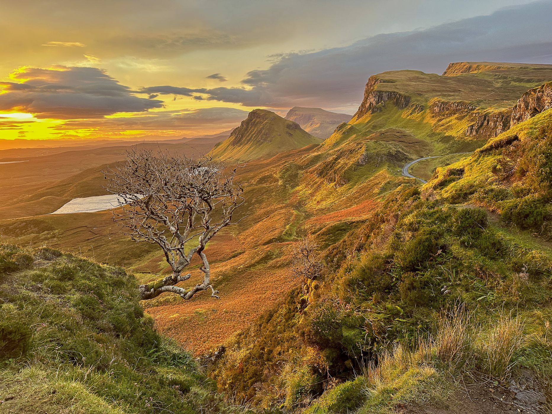 Lonely Tree at Quiraing, United Kingdom