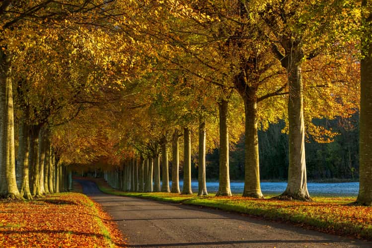 Moor Crichel, Dorset